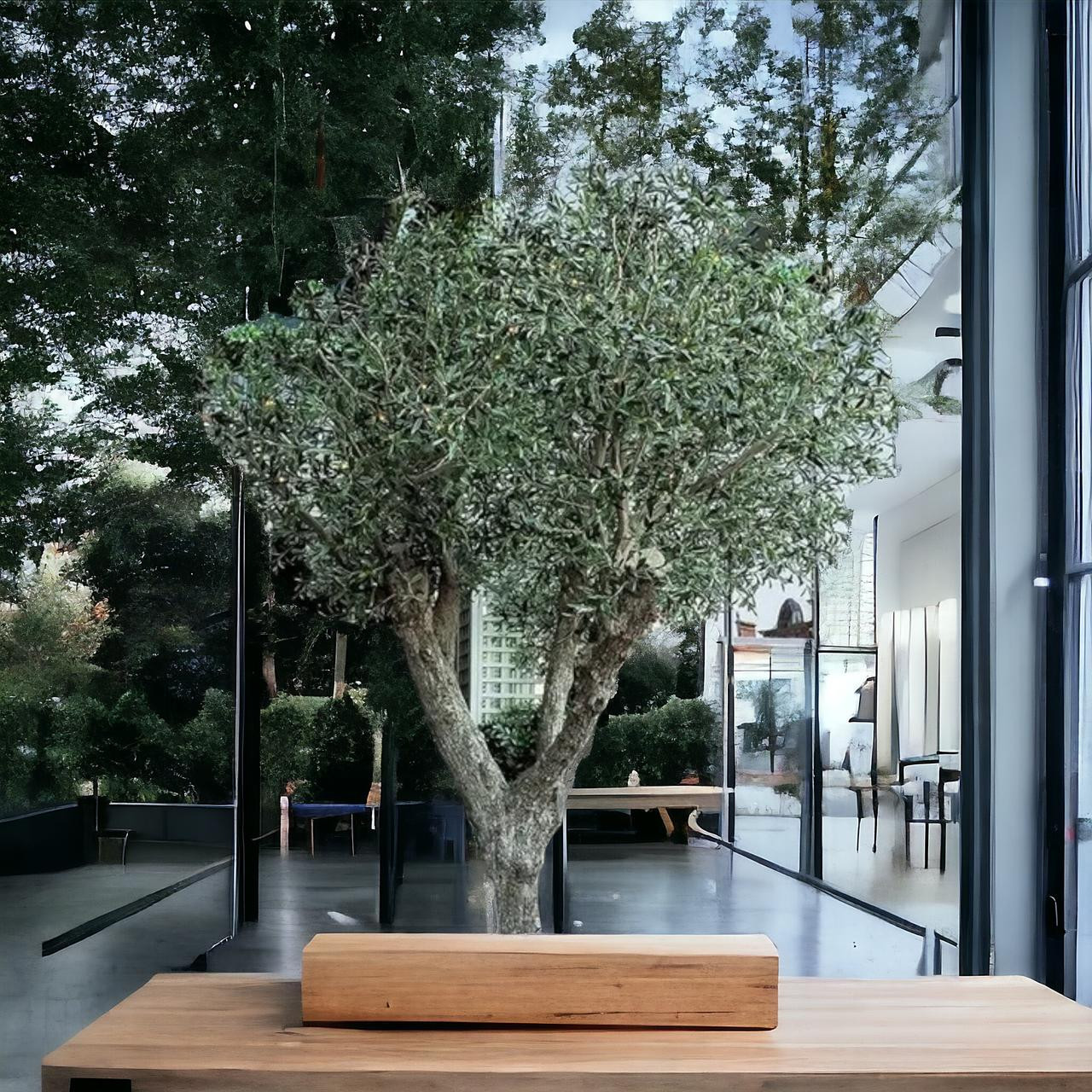 large faux olive tree indoor