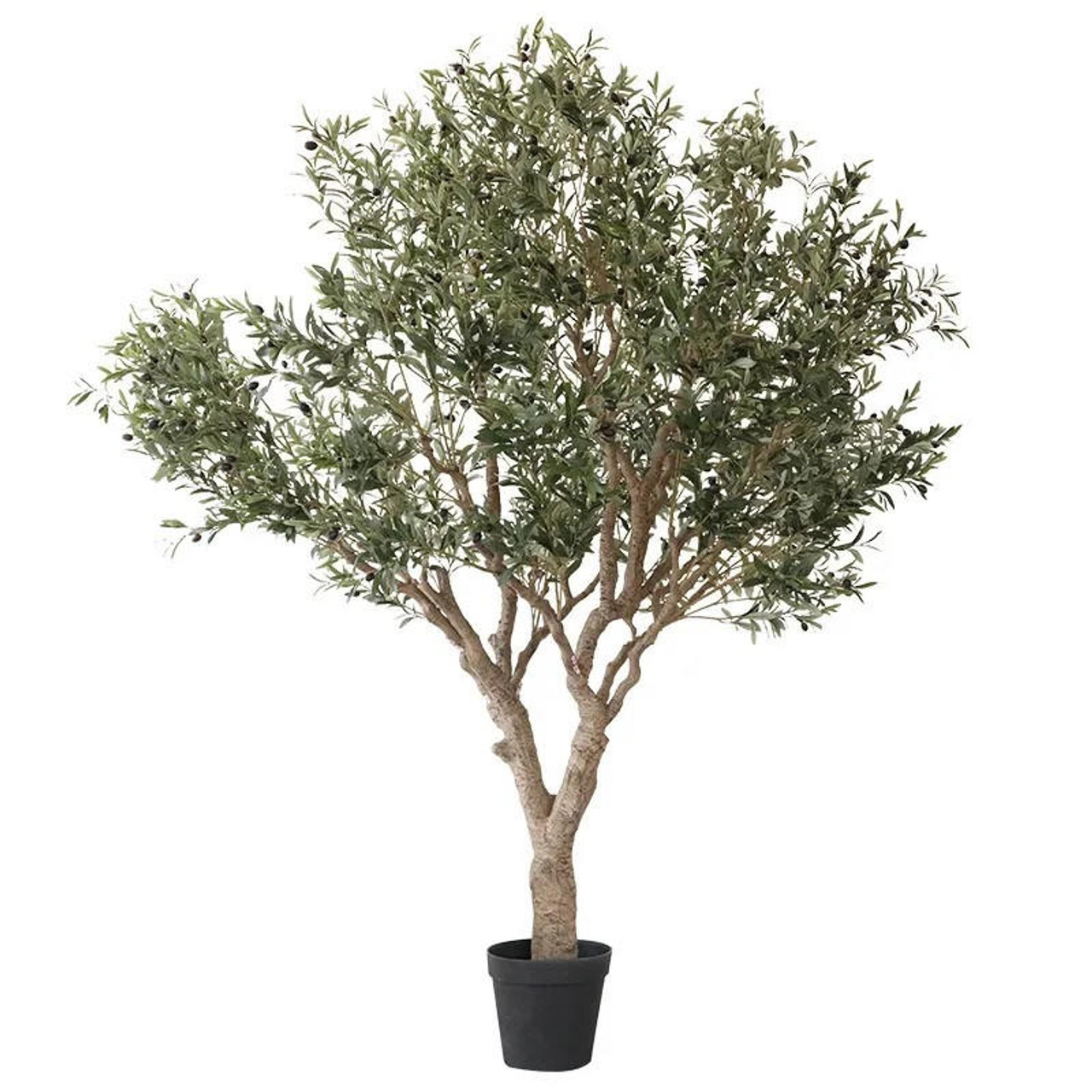 olive tree in living room